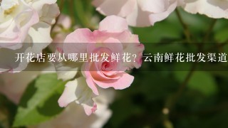 开花店要从哪里批发鲜花？云南鲜花批发渠道在哪里找？