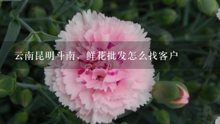 云南昆明斗南，鲜花批发怎么找客户