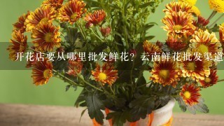 开花店要从哪里批发鲜花？云南鲜花批发渠道在哪里找？