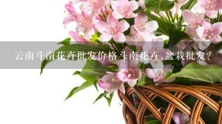 云南斗南花卉批发价格斗南花卉,盆栽批发？