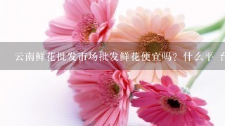 云南鲜花批发市场批发鲜花便宜吗？什么平 台好1点？