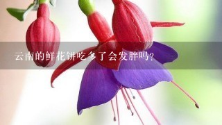 云南的鲜花饼吃多了会发胖吗？