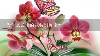 为什么云南的花特别鲜艳？