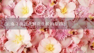 云南斗南适合鲜花生长的原因？