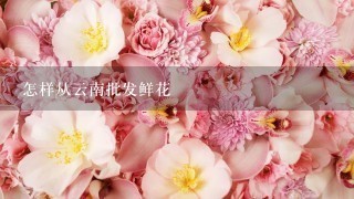 怎样从云南批发鲜花