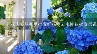 开花店要从哪里批发鲜花？云南鲜花批发渠道在哪里找？