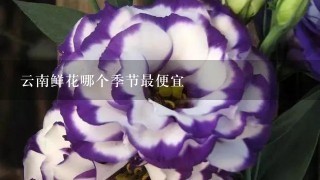 云南鲜花哪个季节最便宜