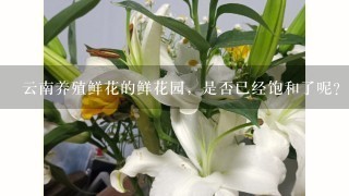 云南养殖鲜花的鲜花园，是否已经饱和了呢？