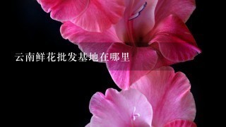 云南鲜花批发基地在哪里