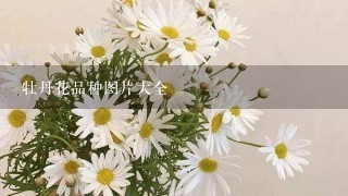 牡丹花品种图片大全