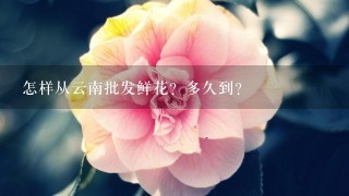 怎样从云南批发鲜花？多久到？