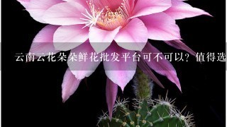 云南云花朵朵鲜花批发平台可不可以？值得选择吗？