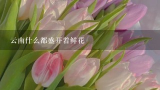 云南什么都盛开着鲜花