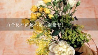 百合花种苗是不是云南也有?