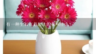 有1种生长在悬崖上的花叫什么?