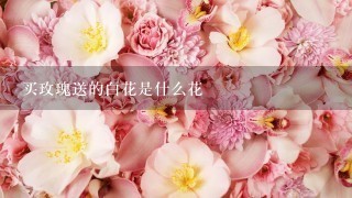 买玫瑰送的白花是什么花