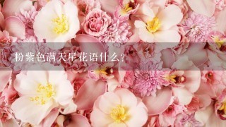 粉紫色满天星花语什么？