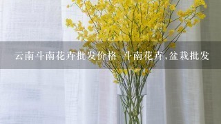 云南斗南花卉批发价格 斗南花卉,盆栽批发