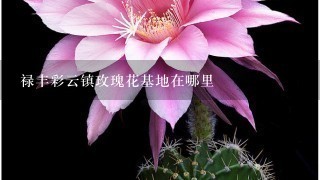 禄丰彩云镇玫瑰花基地在哪里