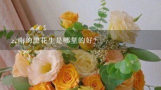 云南的黑花生是哪里的好？