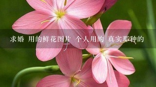 求婚 用的鲜花图片 个人用的 真实那种的