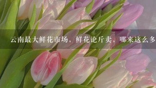 云南最大鲜花市场，鲜花论斤卖，哪来这么多鲜花？