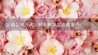 云南昆明斗南，鲜花批发怎么找客户