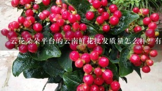 云花朵朵平台的云南鲜花批发质量怎么样？有没有人买过，求真实评价