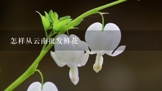 怎样从云南批发鲜花