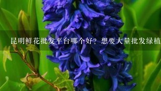 昆明鲜花批发平台哪个好？想要大量批发绿植