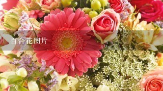 百合花图片