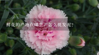 鲜花的产地在哪里，怎么批发呢？