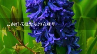 云南鲜花批发基地在哪里