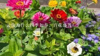 云南为什么4季如春，百花盛开？