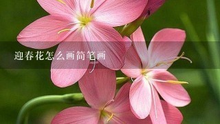 迎春花怎么画简笔画