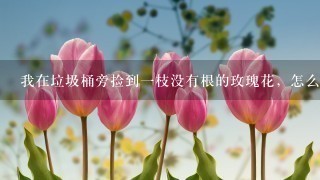 我在垃圾桶旁捡到1枝没有根的玫瑰花，怎么栽活？