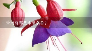 云南有哪些水果名称？