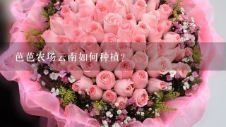 芭芭农场云南如何种植？