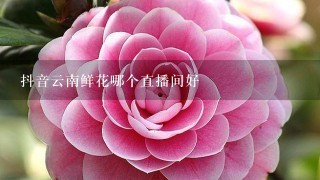 抖音云南鲜花哪个直播间好