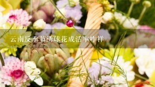 云南反季节绣球花成活率咋样