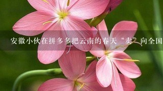 安徽小伙在拼多多把云南的春天“卖”向全国