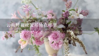 云南鲜花批发基地在哪里