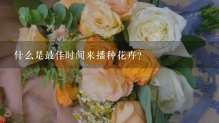 什么是最佳时间来播种花卉？