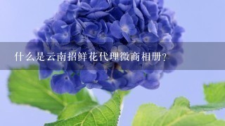 什么是云南招鲜花代理微商相册？