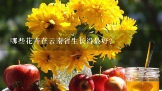 哪些花卉在云南省生长得最好？