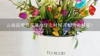 云南昆明鲜花基地什么时候开始售卖鲜花