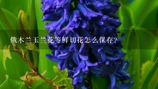 俄木兰玉兰花等鲜切花怎么保存