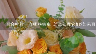 百合叶片上有哪些害虫