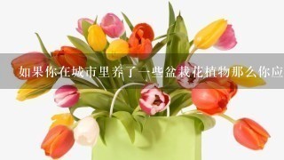 如果你在城市里养了一些盆栽花植物那么你应该知道什么来保持它们生长良环境条件