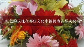 红色的玫瑰在哪些文化中被视为吉祥或祝福?